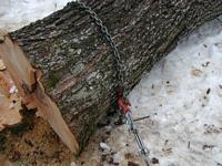 Choker chain on big maple log