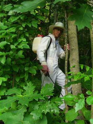 Notice the Glossy Buckthorn on the left--it gets sprayed too!